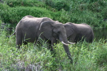 Botlierskop Elephants