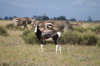 Botlierskop Game Reserve