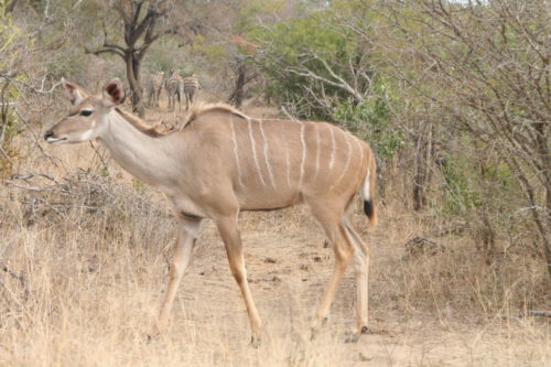 Kudu @ Botlierskop Private Game Reserve
