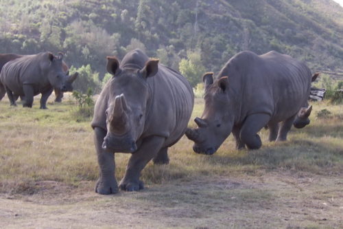 Rinos @ Botlierskop Private Game Reserve