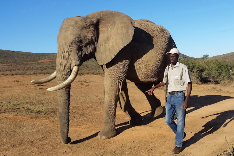 Indalu Elephant Walk Wandern mit Afrikanischen Elefanten