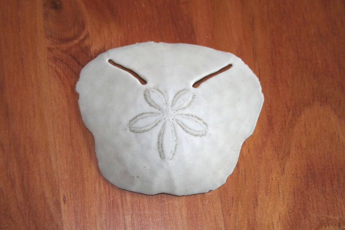 News Pansy Shell from Diaz Beach Pansy Shell from Diaz Beach