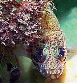 Fisch Mossel Bay Tauchen