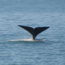 Whale in Mossel Bay
