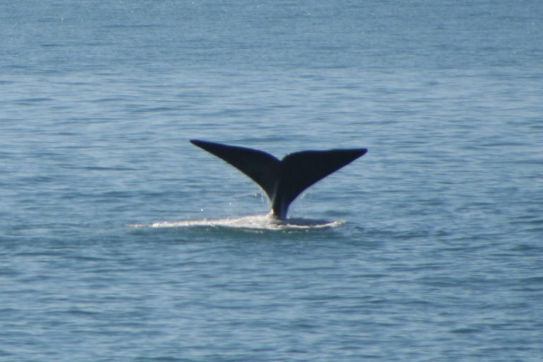 Wale Wale in Mossel Bay