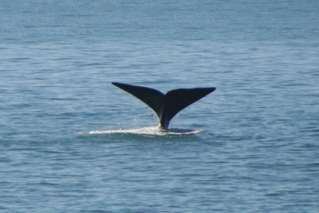 Whale Whale in Mossel Bay