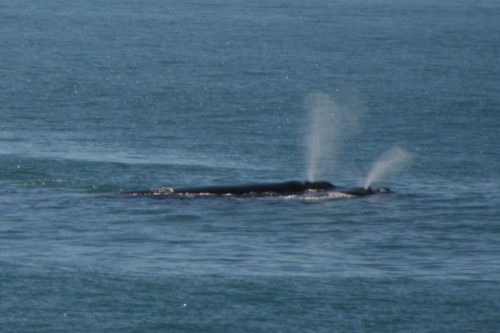 Whale in Mossel Bay