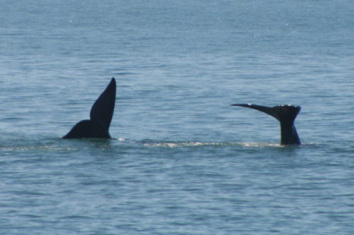 Whale in Mossel Bay