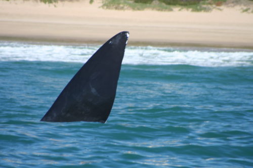 Southern Right Whale in Mossel Bay