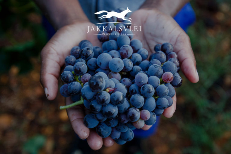 Jakkalsvlei Weingut Jakkalsvlei Weingut nahe Mossel Bay